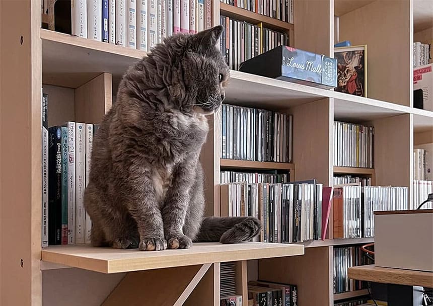 愛猫家の皆様の声から誕生した「猫ステップ」