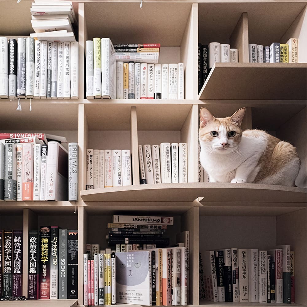 Shelf 猫ステップ