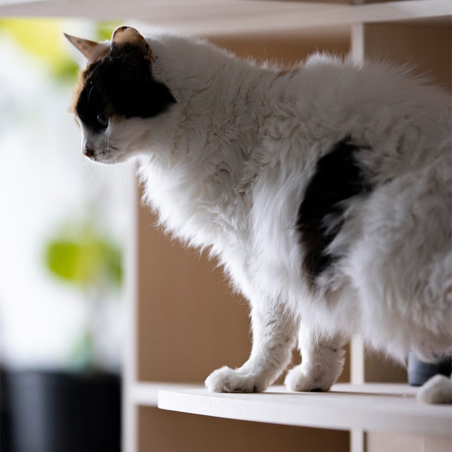 Shelf 猫ステップ 幅2コマ用(奥行350mm専用)