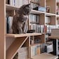 Shelf 猫ステップ 幅1コマ用（奥行250mm専用）