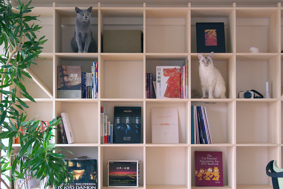 猫がいる壁一面の本棚
