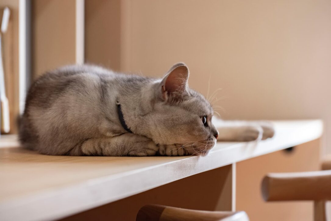 寛ぐ猫　カウンター付き本棚 