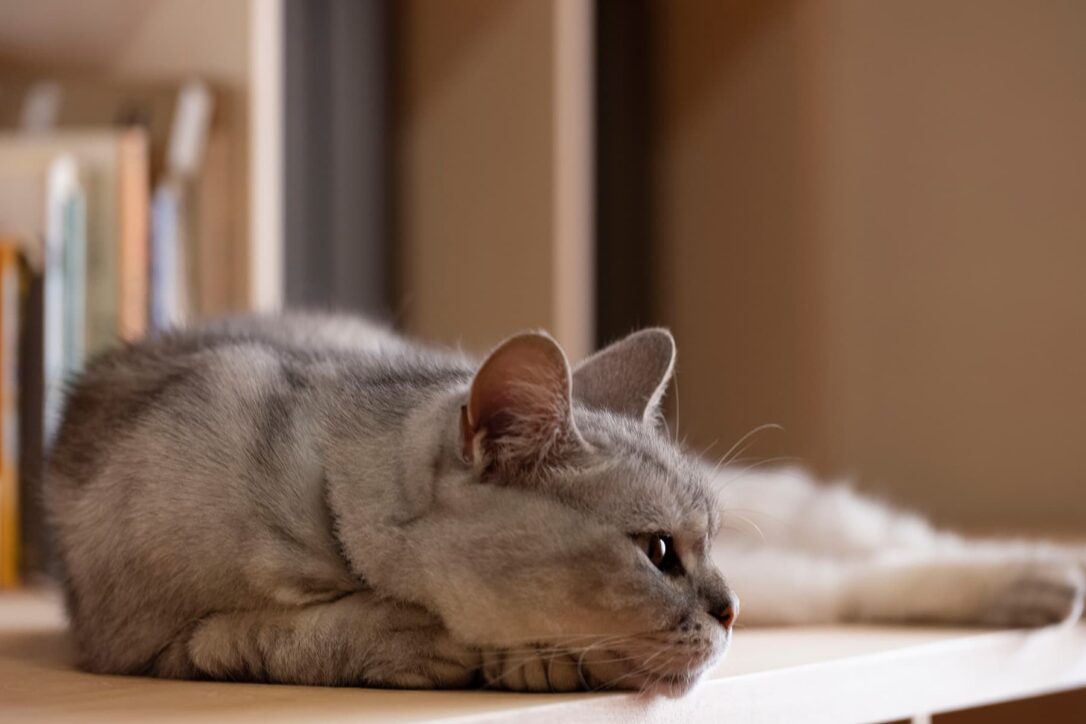 寛ぐ猫　カウンター付き本棚 