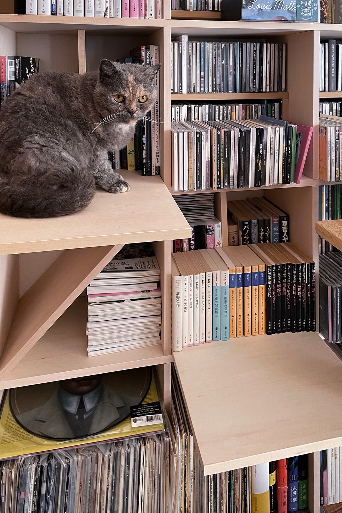 File 619 猫ステップを後から取り付ける – Shelf 壁一面の本棚 奥行250mm – マルゲリータ使用事例