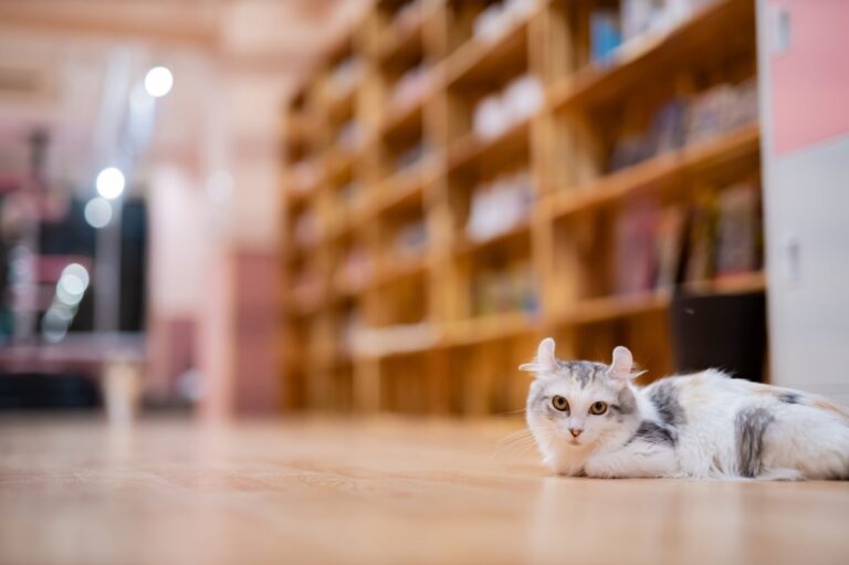 猫のための本棚を賃貸住宅で使用する際の注意ポイント