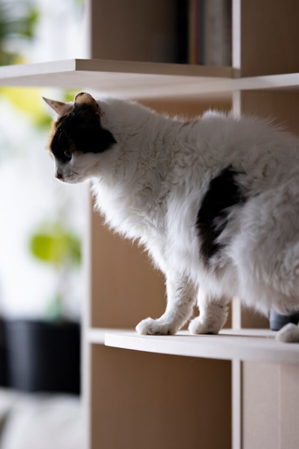 リビング収納実例⑦ キャットタワーのような猫ステップと収納を兼用