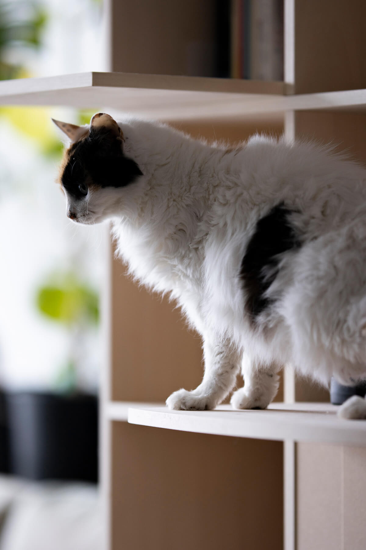 リビング収納棚のアイデア⑨ 猫ステップのあるリビング収納「Shelf 壁一面の本棚 奥行350mm」