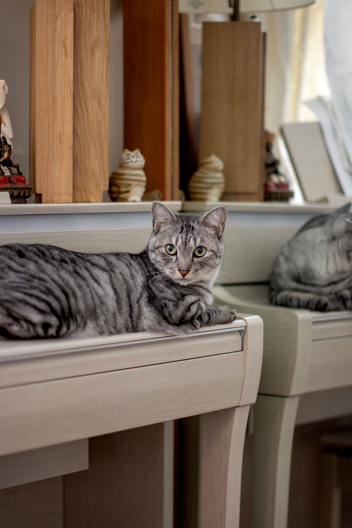 書斎の本棚 - Shelf 壁一面の本棚 奥行350mm - マルゲリータお客様事例