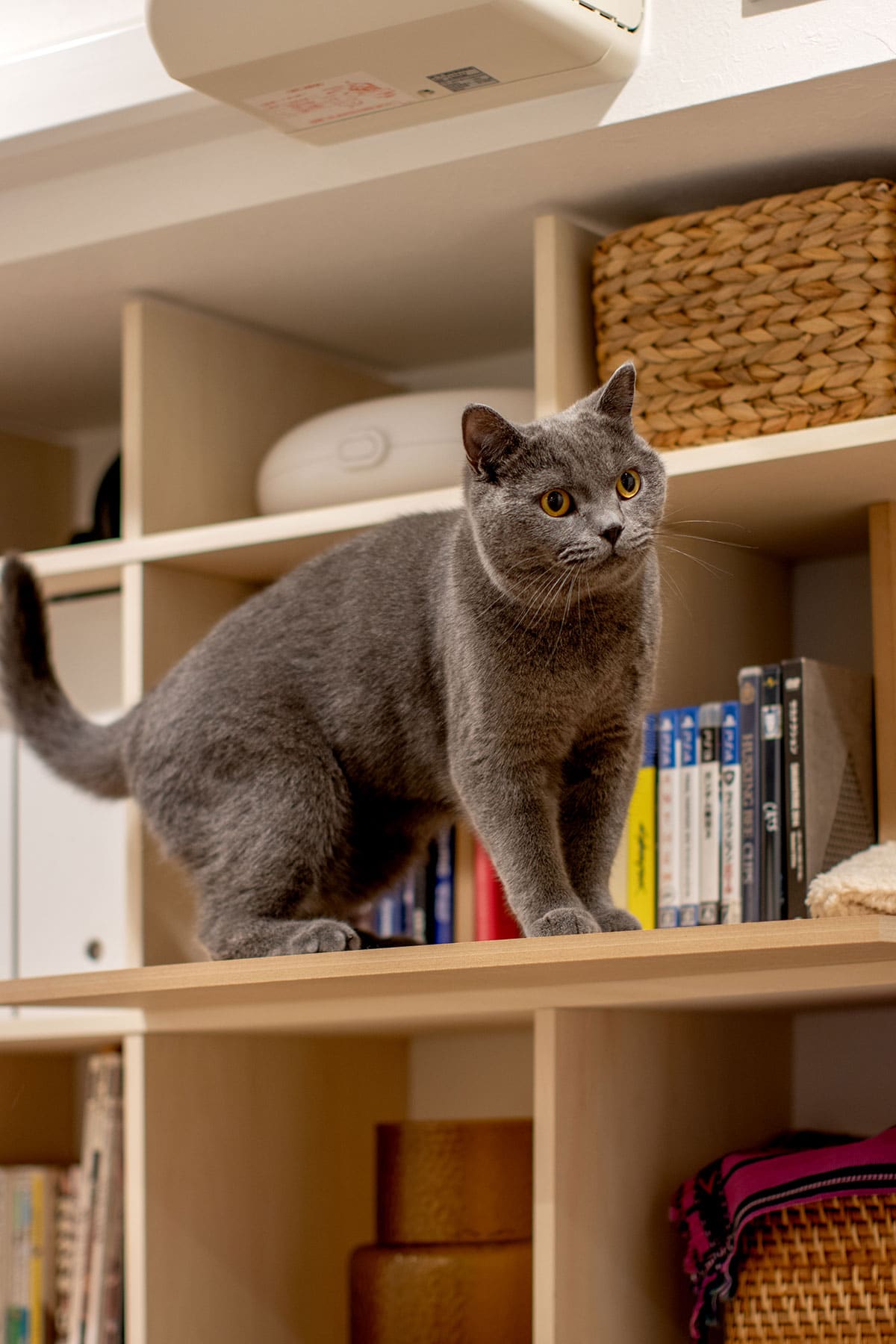 オーディオラック - Shelf 壁一面の本棚 奥行350mm - マルゲリータお客様事例