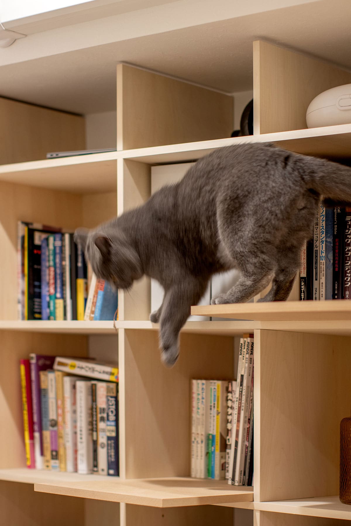 オーディオラック - Shelf 壁一面の本棚 奥行350mm - マルゲリータお客様事例