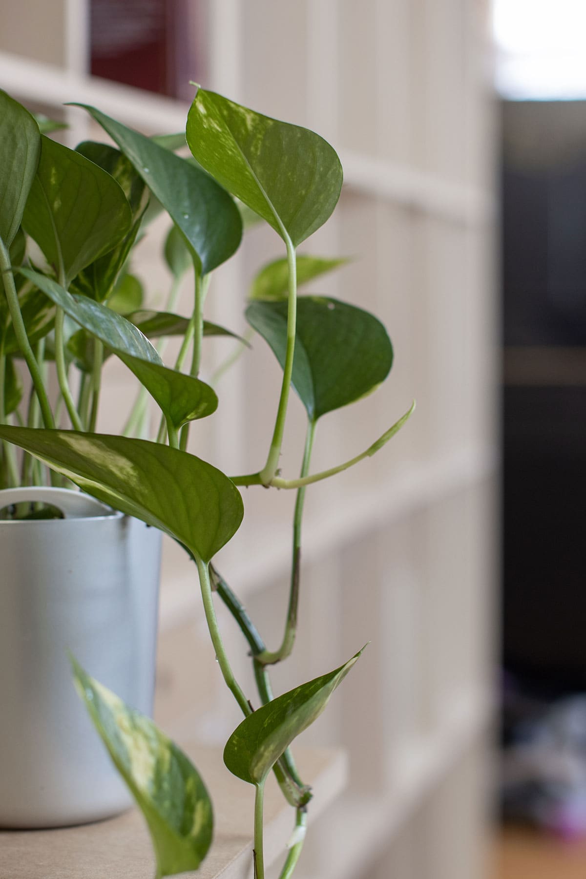 Shelf 壁一面の本棚 奥行350mm - マルゲリータお客様事例