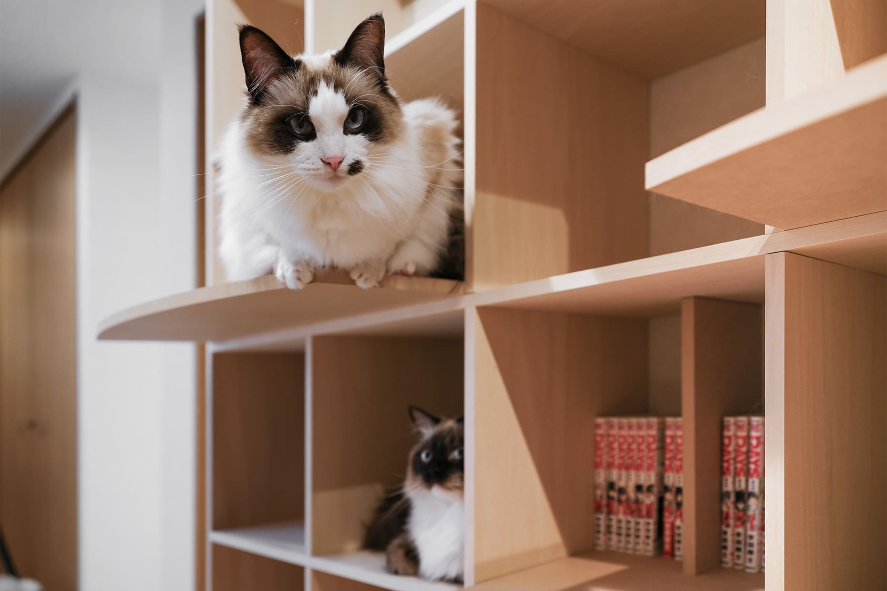 猫と暮らすL字型ライブラリー空間 - Shelf 壁一面の本棚 奥行350mm / 壁一面のコミック本棚 奥行180mm - マルゲリータお客様事例