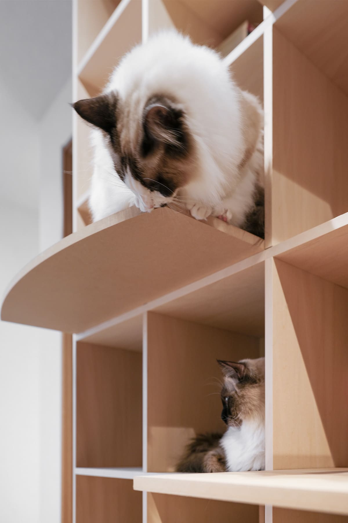 猫と暮らすL字型ライブラリー空間 - Shelf 壁一面の本棚 奥行350mm / 壁一面のコミック本棚 奥行180mm - マルゲリータお客様事例