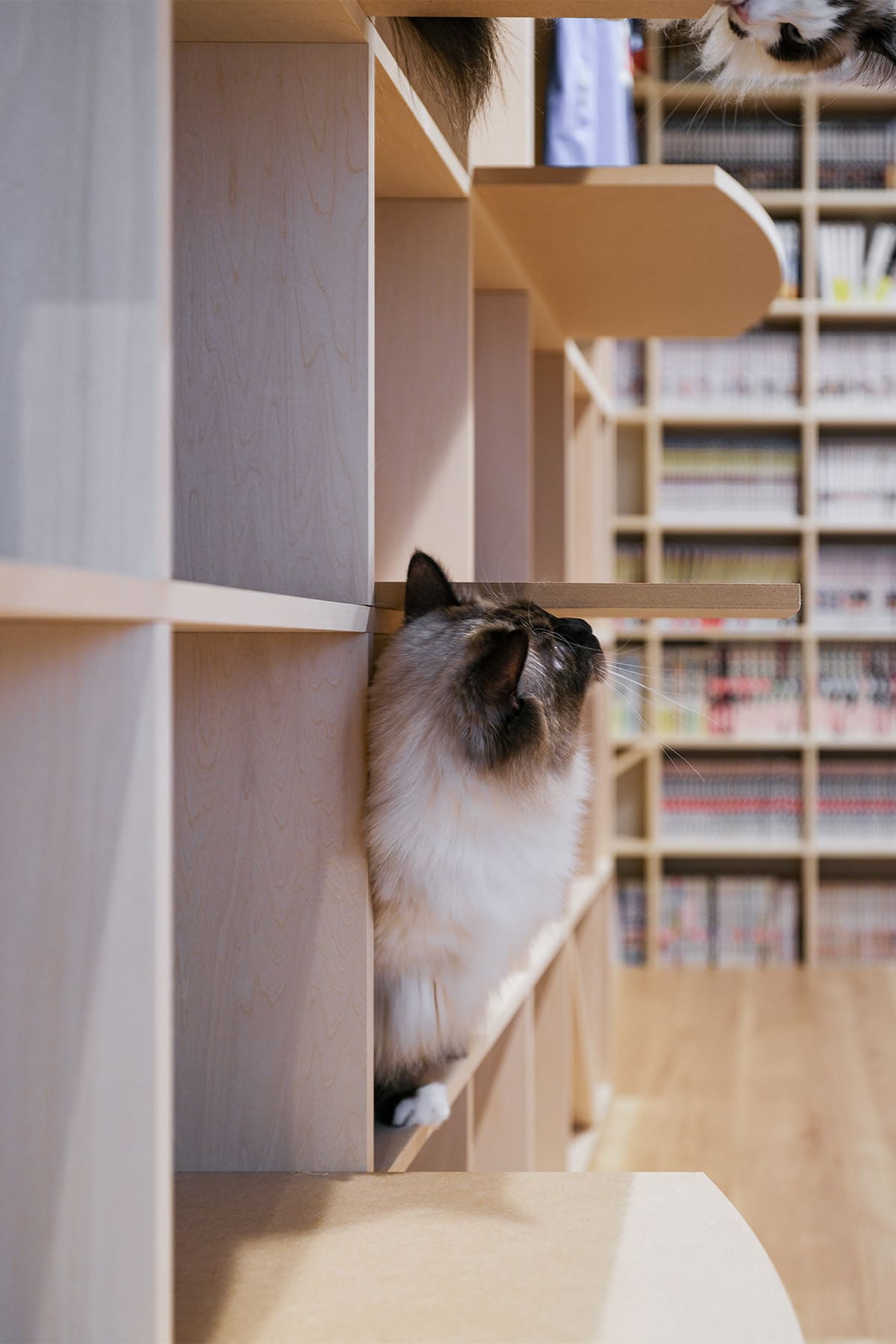 猫と暮らすL字型ライブラリー空間 - Shelf 壁一面の本棚 奥行350mm / 壁一面のコミック本棚 奥行180mm - マルゲリータお客様事例
