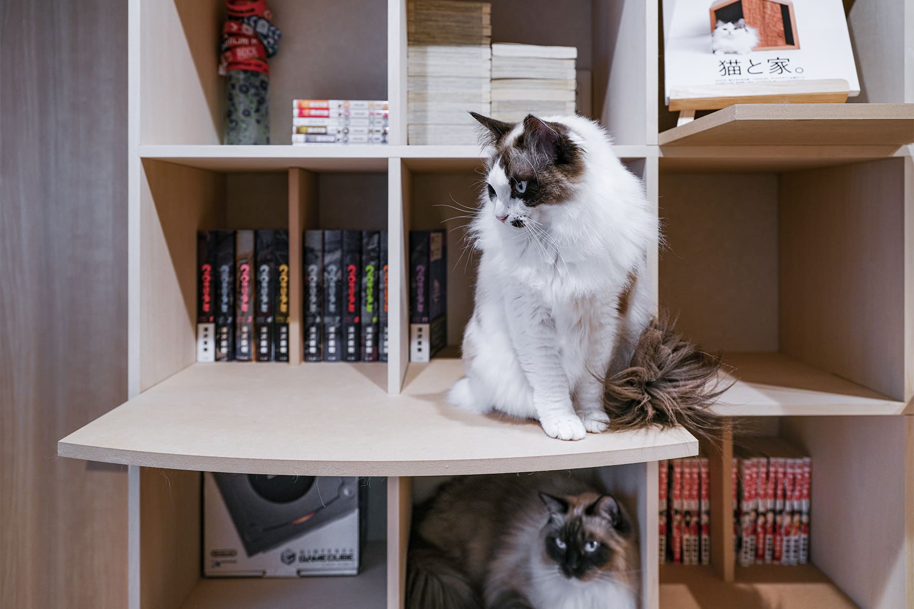 猫と暮らすL字型ライブラリー空間 - Shelf 壁一面の本棚 奥行350mm / 壁一面のコミック本棚 奥行180mm - マルゲリータお客様事例
